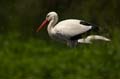 Weißstorch, Ciconia ciconia 037